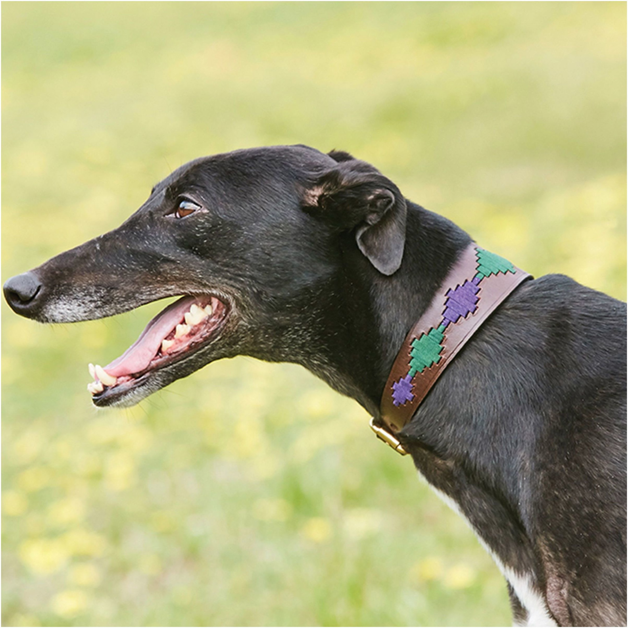 Collier Pour Chien Weatherbeeta Lurcher Polo En Cuir - Brun Beaufort / Violet / Sarcelle